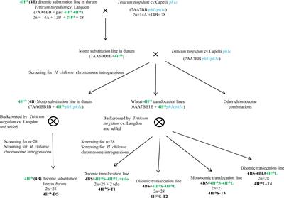 Development and characterisation of novel durum wheat–H. chilense 4Hch chromosome lines as a source for resistance to Septoria tritici blotch